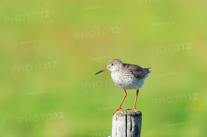 Common Redshank bird on pole