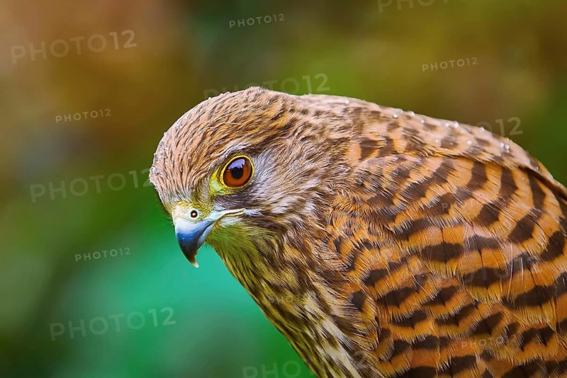 Portrait of Common Kestrel (Falco Tinnunculus) Obermaiselstein, Oberallgau, Germany, Europe