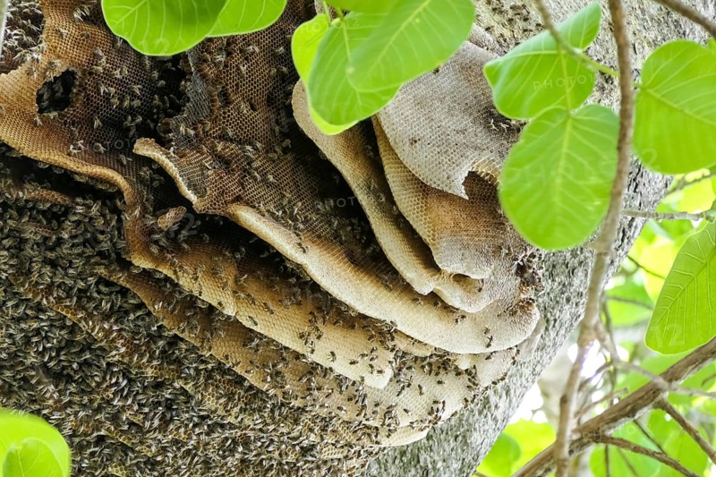 Close-up of a nest of Wild bees in a tree with green leaves, Pantanal Wetlands, Mato Grosso, Brazil, South America