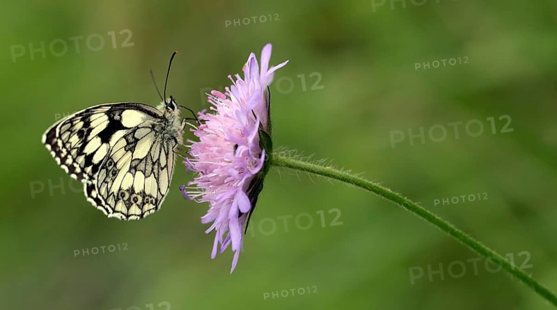 Chessboard (Melanargia galathea)