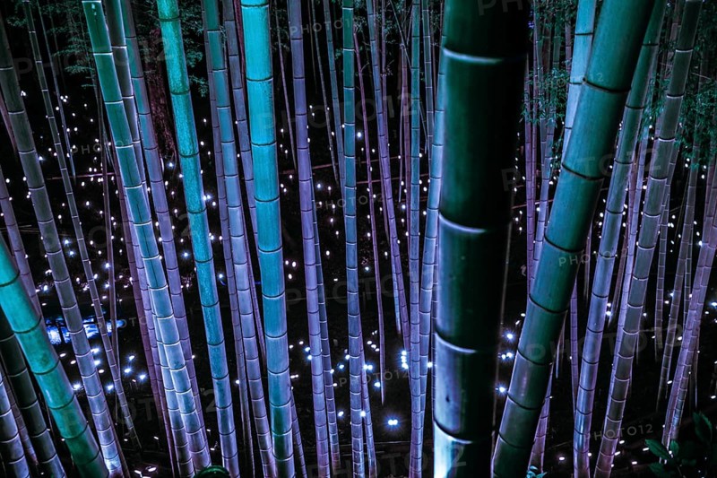 Small-diameter light-up of the bamboo grove (small desk Castle forest of citizen). Shooting Location: Yokohama-city kanagawa prefecture