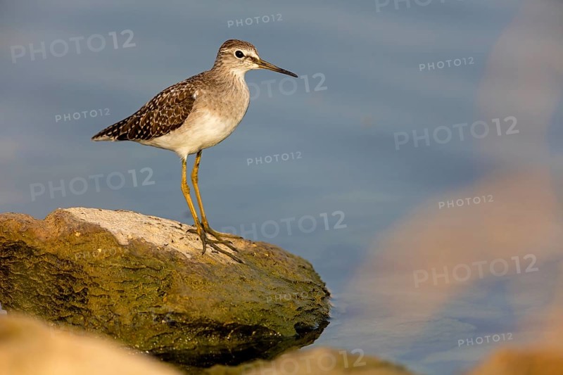 Wood Sandpiper, (Tringa glareola), Animals, Birds, Snipe family, Tirat Zvi Fish Ponds, Bet Shean Valley, Northern District, Israel, Asia