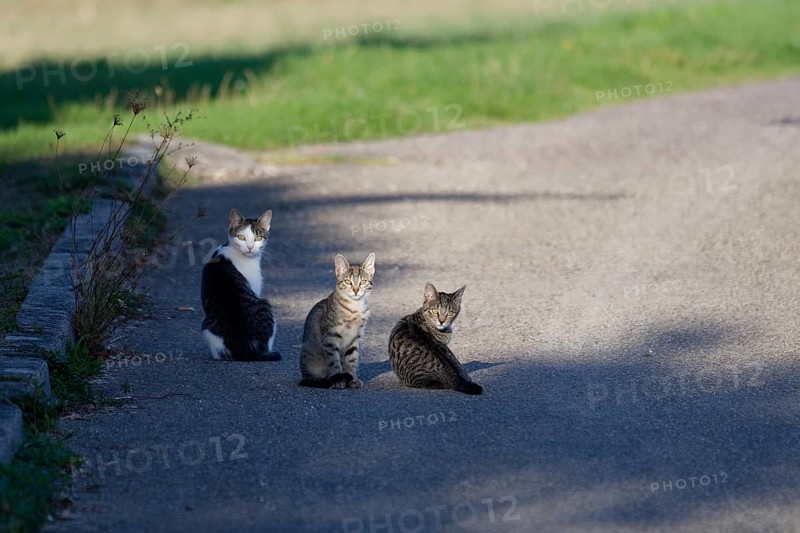 Curious cats in the village centre, cat, village gossip, gossip, curiosity, Michelfeld, Germany, Europe