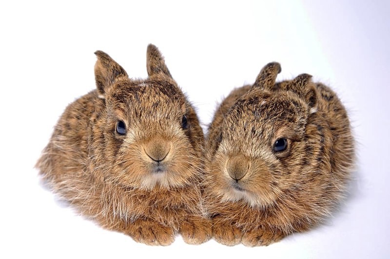 Young leverets, or European hare (Lepus europaeus), also known as the brown hare