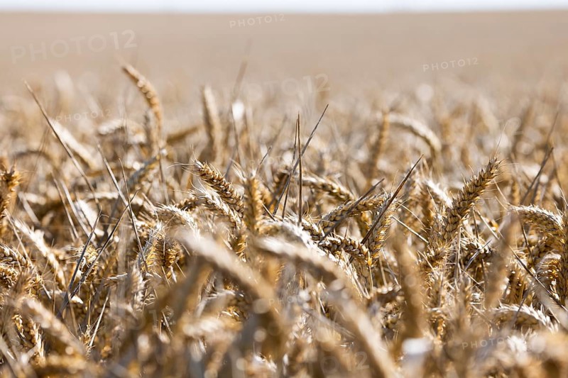 Endless views with golden ears of wheat under a bright sky, Coxhill, Shepherdswell, Dover, Kent, United Kingdom, Europe