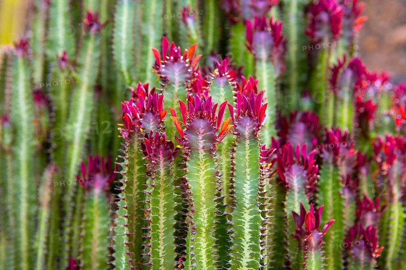 Lanzarote Guatiza cactus garden Euporbia Trigona from Namibia