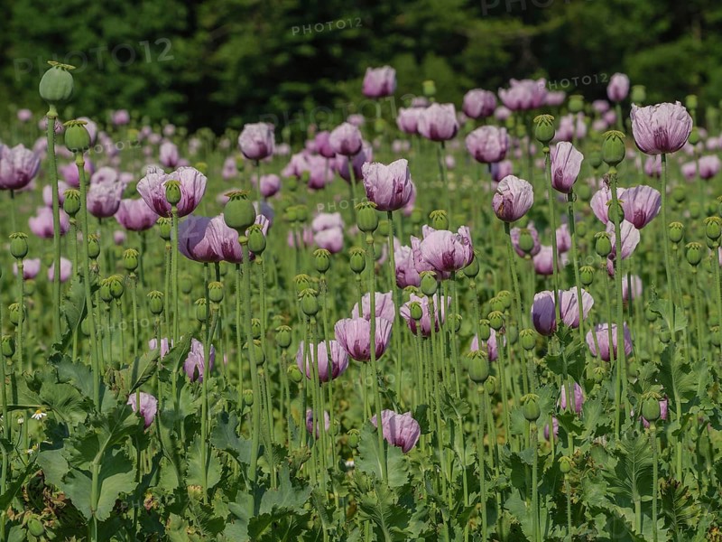 Numerous poppies blooming in a green summer field, bocholt, westphalia, germany