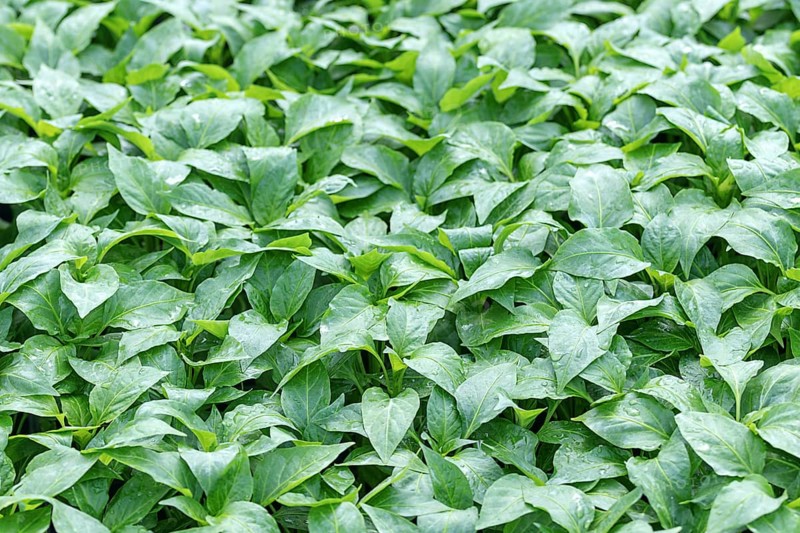 Pepper Seedlings, young foliage of pepper, Spring seedlings. Sprouts pepper
