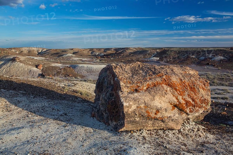Petrified trees, Petrified Forest National Park, Arizona, USA, North America
