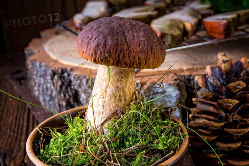 Boletus edulis (penny bun)