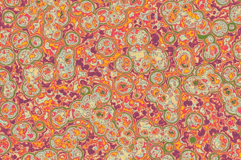 Shape of bacterial cell: cocci, bacilli, spirilla bacteria background