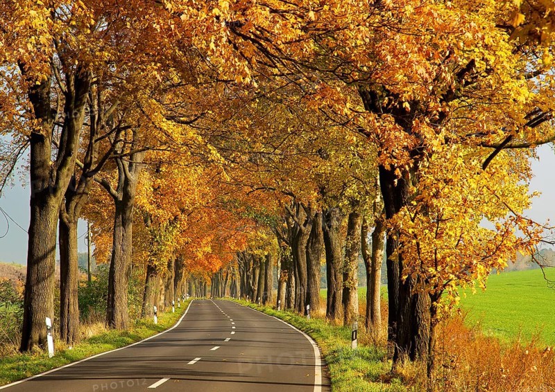 Golden October on Brandenburg's avenues