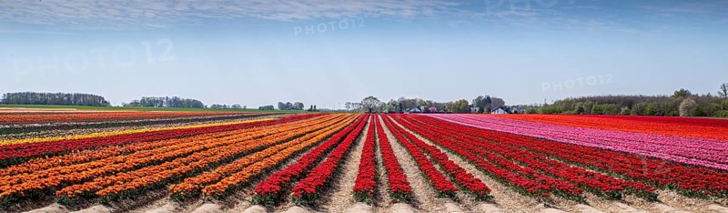 Tulip field with different colours in springtime as a panorama photograph. Tulip field with different colours in springtime
