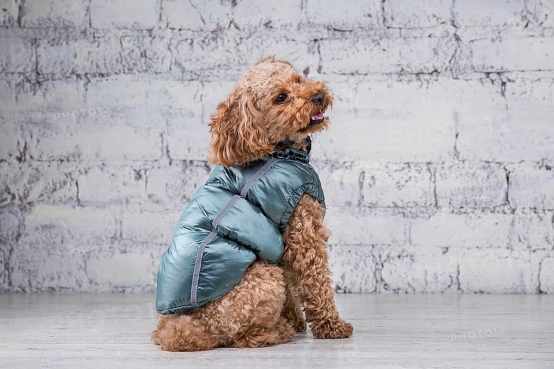Small funny dog of brown colour with curly hair of toy poodle breed posing in clothes for dogs. Subject accessories and fashionable outfits for pets. Stylish overalls, suit for cold weather for animal