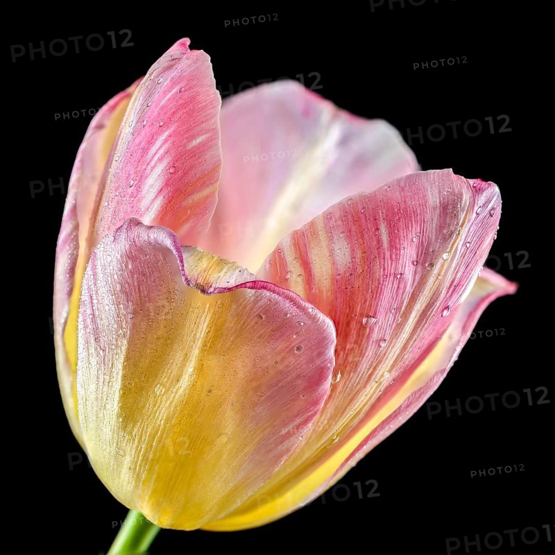 Beautiful blooming pink tulip flower isolated on a black background. Flower head close-up, Odessa, Ukraine, Europe