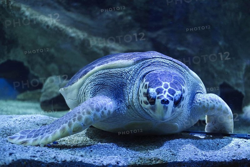 A turtle is sleeping underwater