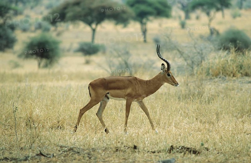 Impala antelope (Aepycerus melampus)