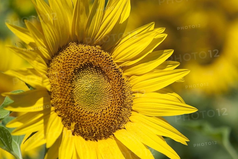 Sunflower (Helianthus annuus)