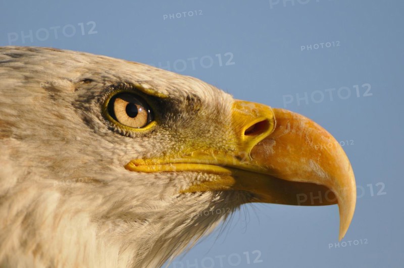 Portrait of a young bald eagle. portrait of a young bald eagle
