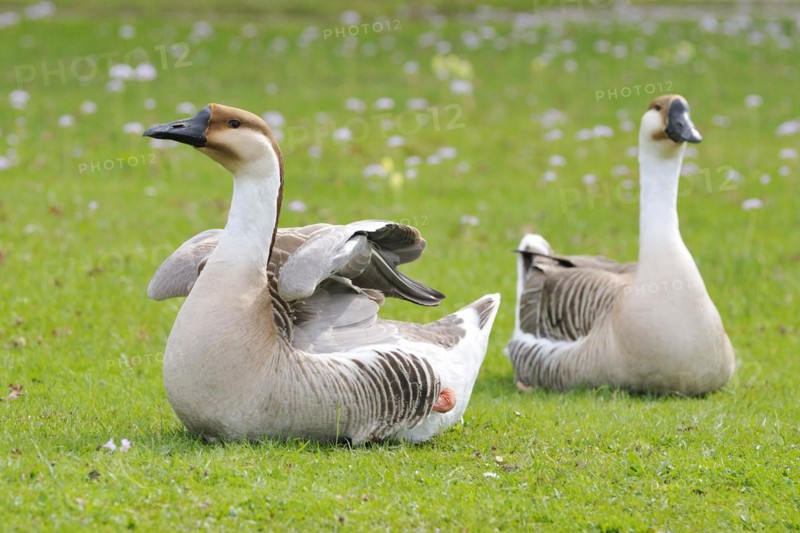 Swan Goose in a field