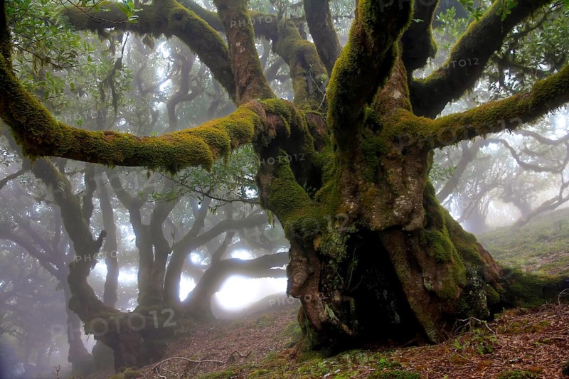 Laurel forest (Laurisilva) Unesco World Heritage Site, nature reserve, fog, evergreen, village of Fanal 1236 m, Posto Florestal da Fanal, Madeira