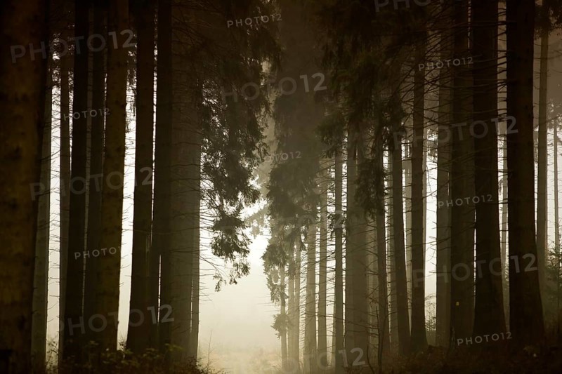 Traumatic path in a forest