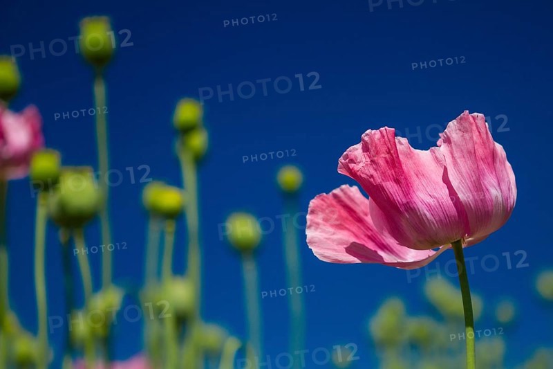 Opium poppy (Papaver somniferum), opium poppy cultivation in Germany