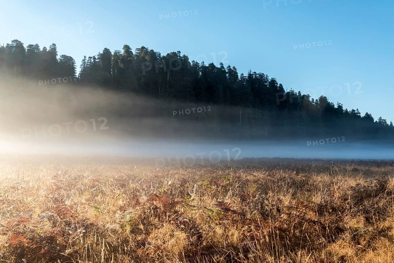 Scenic morning landscape in the Redwoods National Park, USA, North America