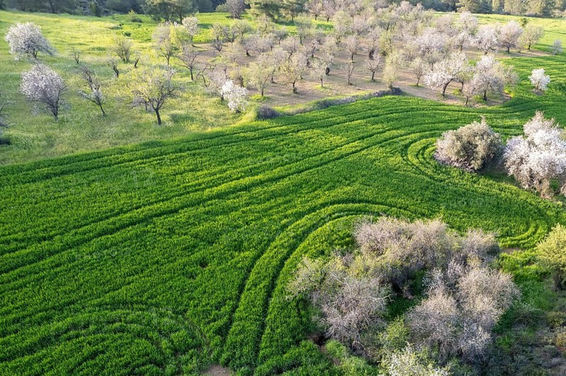 Drone aerial view of green meadow agriculture field and blooming almond tree. Spring season outdoor. Cyprus landscape