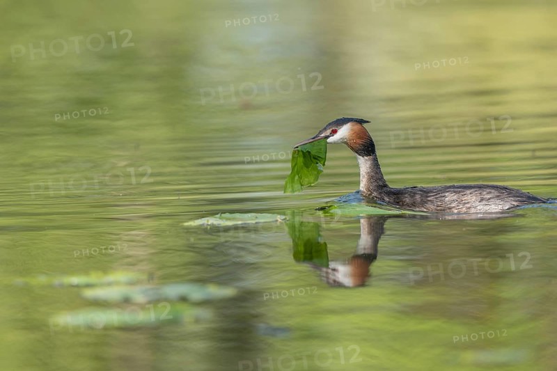 Great Crested Grebe (Podiceps cristatus) on its nest with two eggs. Bas-Rhin, Collectivite europeenne d'Alsace, Grand Est, France, Europe