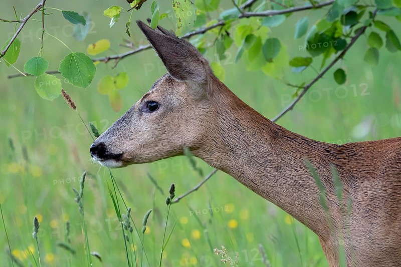 Roe deer in the forest, Capreolus capreolus. Wild roe deer in nature