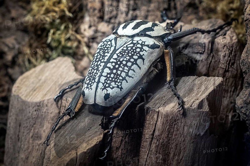 Goliath Beetle, Goliathus. The largest beetle on a tree trunk