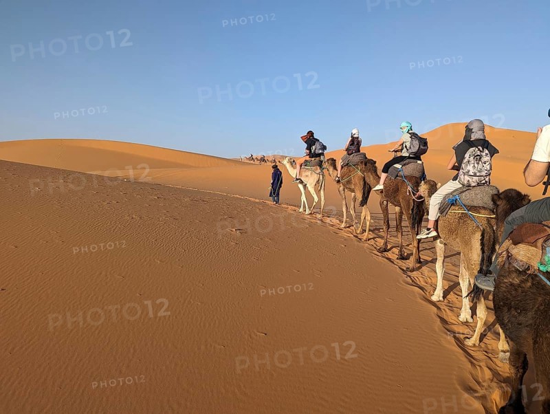 A caravan of dromedaries passing the Sahara desert in the evening, Erg Chebbi in Morocco