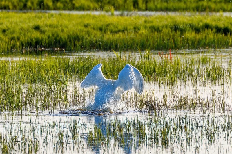 Mute swan look like an angel