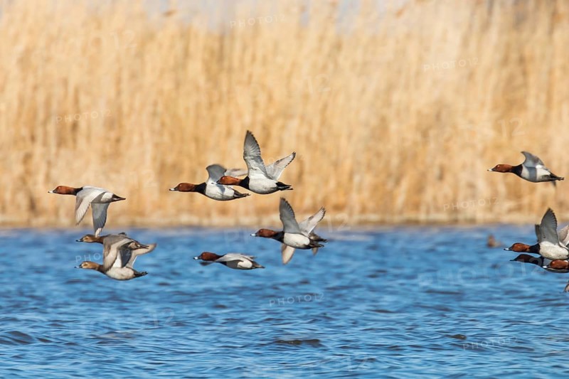 Common Pochard ducks flying over water (Aythya ferina)