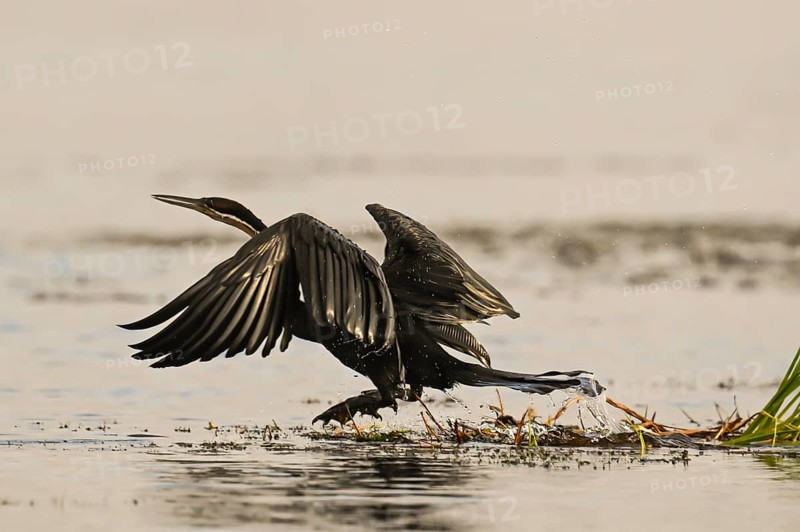 African Darter (Anhinga rufa), Moremi Game Reserve, Okavango Delta, Maun, Botswana, Africa