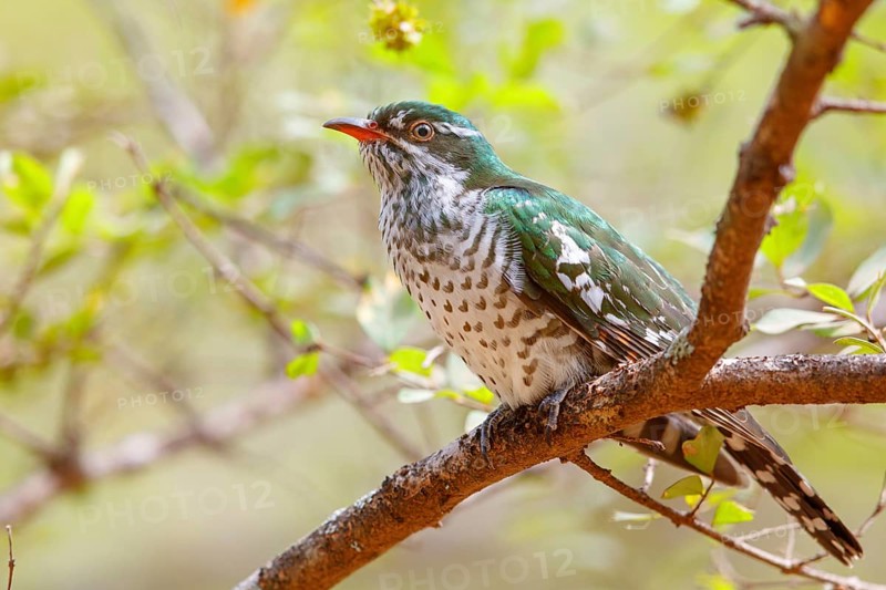 Golden cuckoo, Afrotropical species, family of golden cuckoos, cuckoo, (Chrysococcyx caprius), Wadi Darbat, Salalah, Dhofar, Oman, Asia