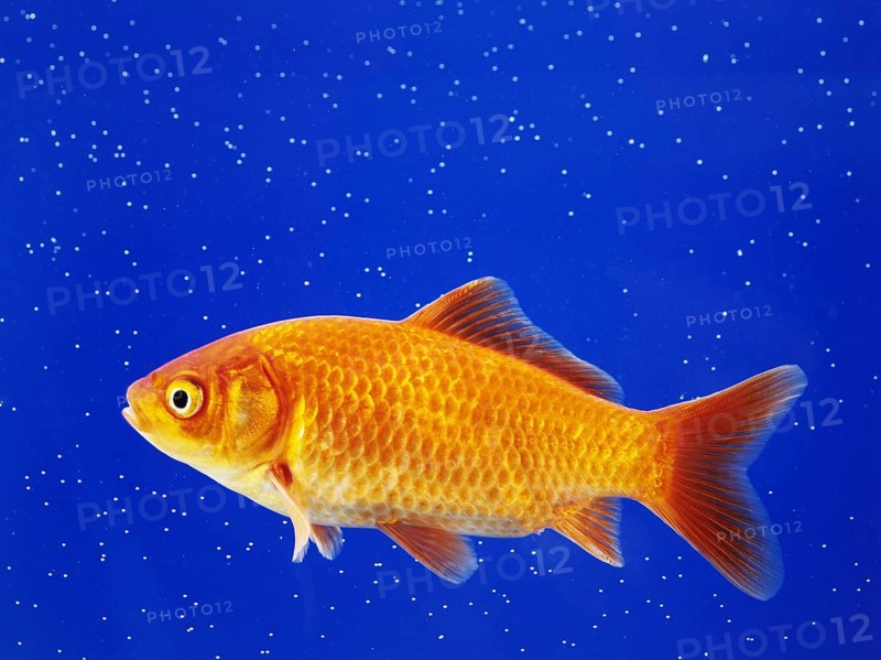 A goldfish swimming in an aquarium, animals, fish, close-up studio shot, Lower Saxony, Federal Republic of Germany