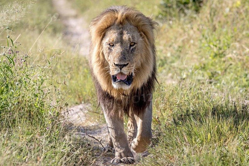Big male Lion walking towards the camera in the Chobe National Park, Botswana, Africa