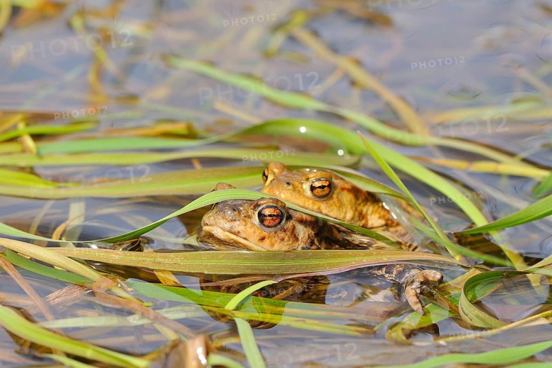 Common toads (Bufo bufo)