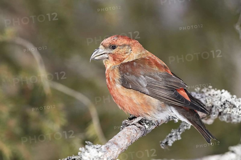 Spruce crossbill (Loxia curvirostra)