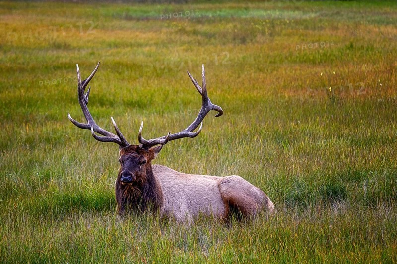 Wapiti in Beautiful autumn landscape scene in mountain in background in Jasper National Park west Canada