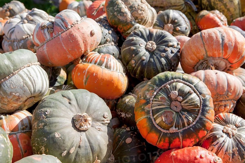 Turk's Turban Pumpkin, (Cucurbita maxima), Türken-Turban oder Bischofsmütze, Speisekürbis