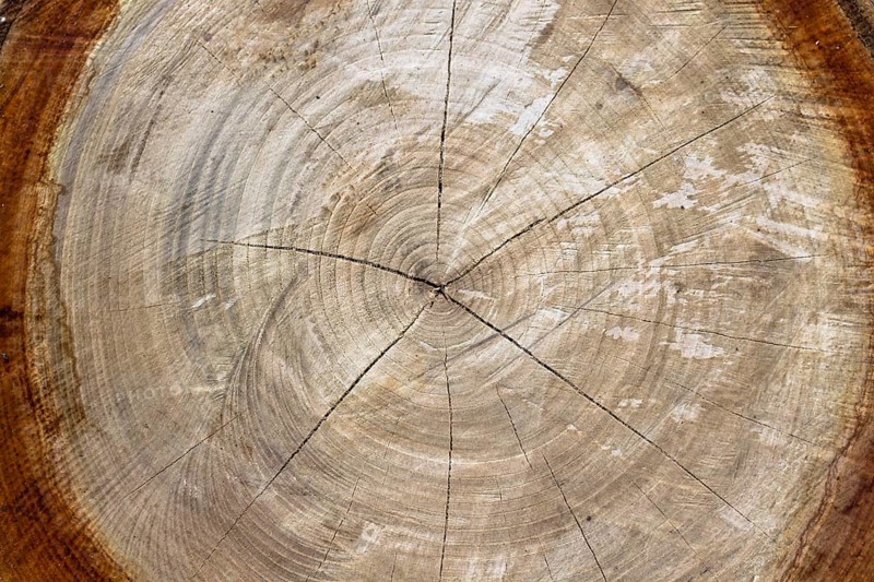 Close up of cut tree trunk