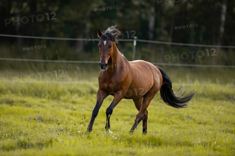 Brown Andalusian gelding galloping in the meadow, Germany, Europe