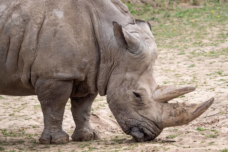 Southern white rhinoceros (Ceratotherium simum simum) . Critically endangered animal species