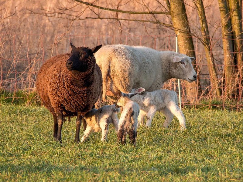 Flock of sheep with lambs on a green meadow near trees, Borken, münsterland, Germany, Europe