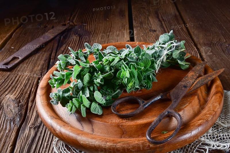 Aromatic oregano (Origanum vulgare)