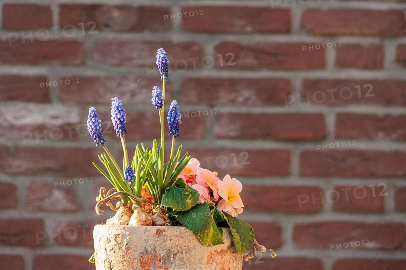 Spring pot with grape hyacinths and primroses in front of a brick wall, Borken, Münsterland, Germany, Europe