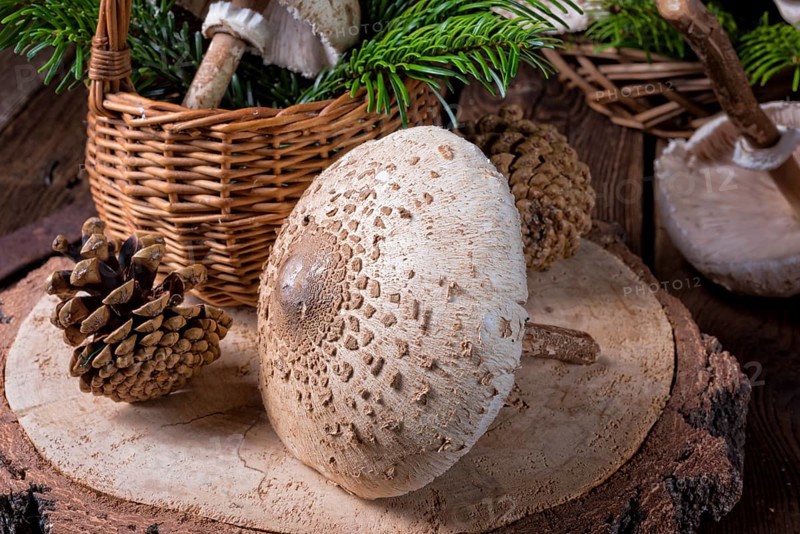 Parasol mushroom (Macrolepiota procera or Lepiota procera)